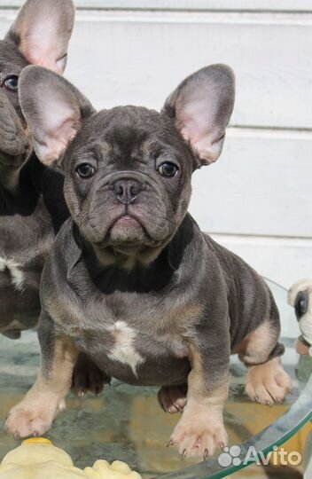 Французский бульдог щенки