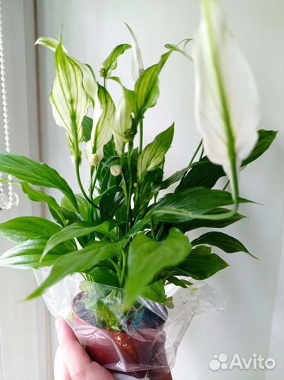 Спатифилум Шопен