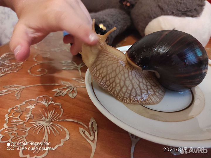 Улитки ахатины