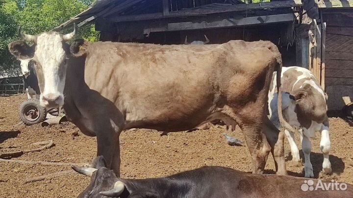 Коровы,быки,крс