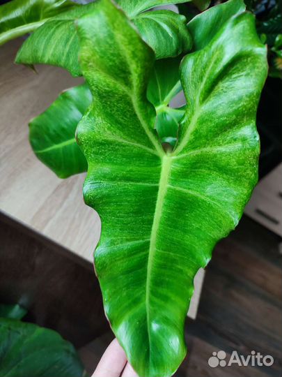 Филодендрон Парайсо Верде