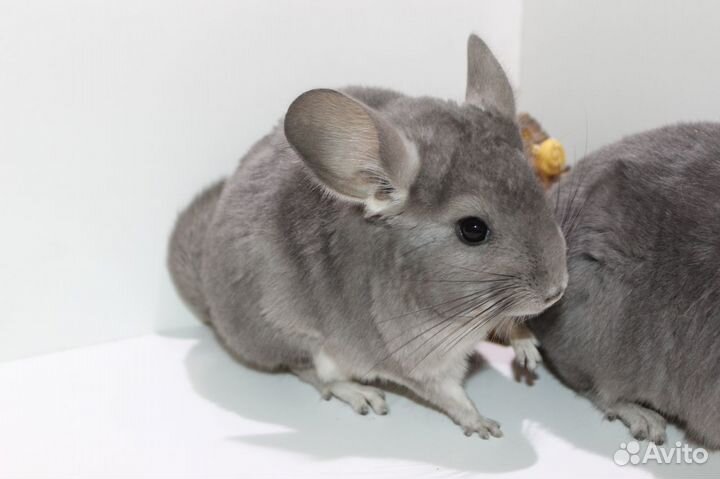 Шиншилла фиолет мальчики