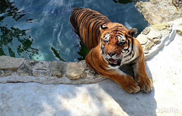 VIP тур в Геленджик (