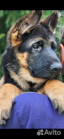 Щенки немецкой овчарки с документами