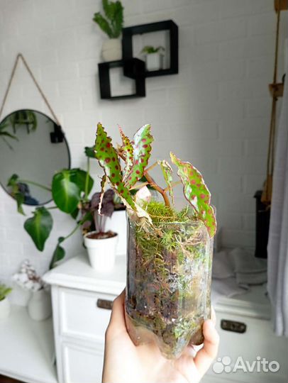 Бегония амфиоксус