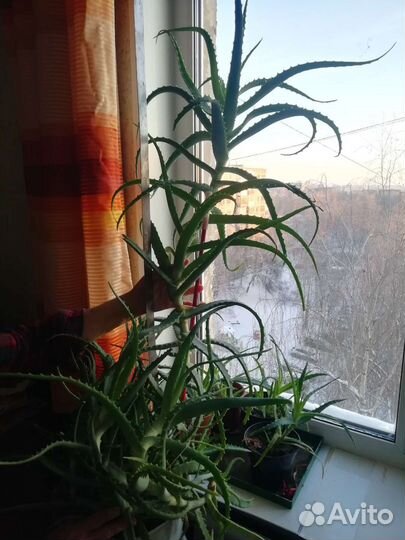 Алоэ лечебный