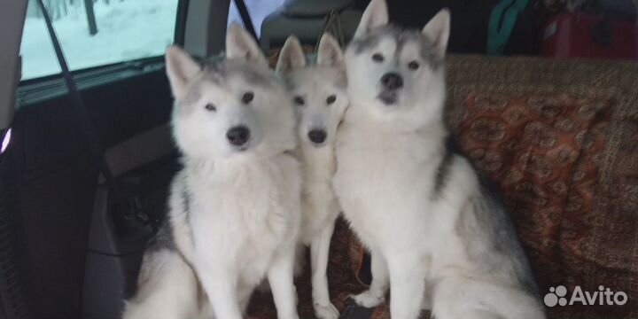 Сибирский хаски