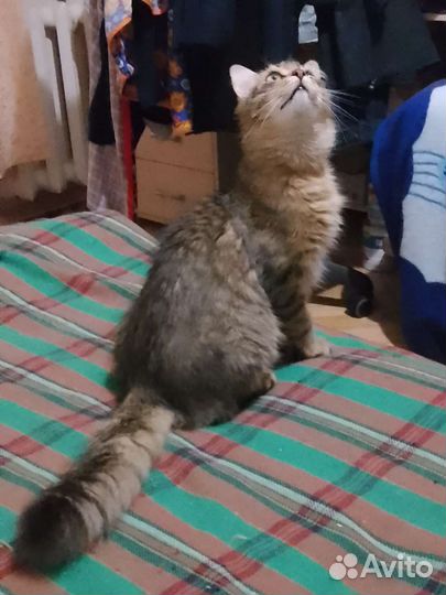 Кот Леопольд. 10 месяцев