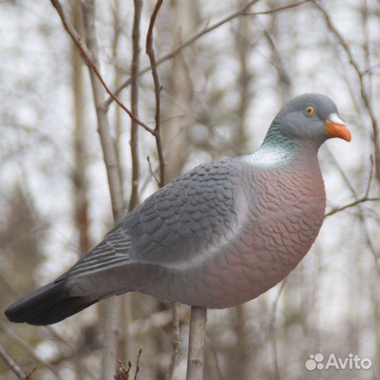 Чучела голубя Вяхиря из полистирола