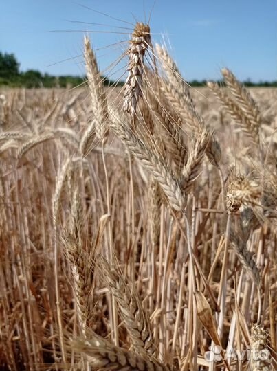 Пшеница тритикале