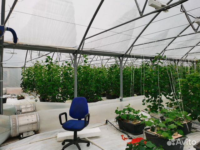 Высокодоходный тепличный комплекс