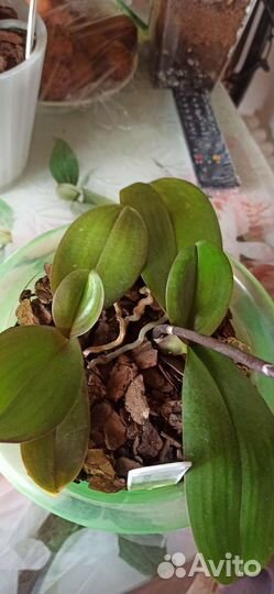Орхидея фаленопсис мультифлора Lieke