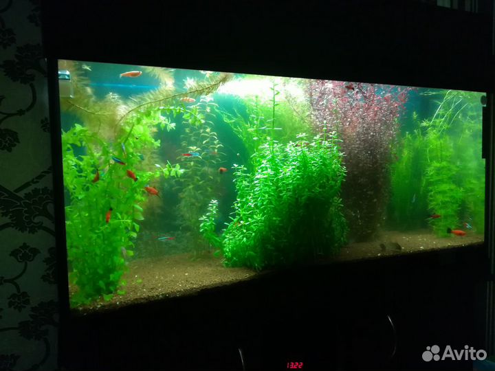 Аквариум целое хозяйство