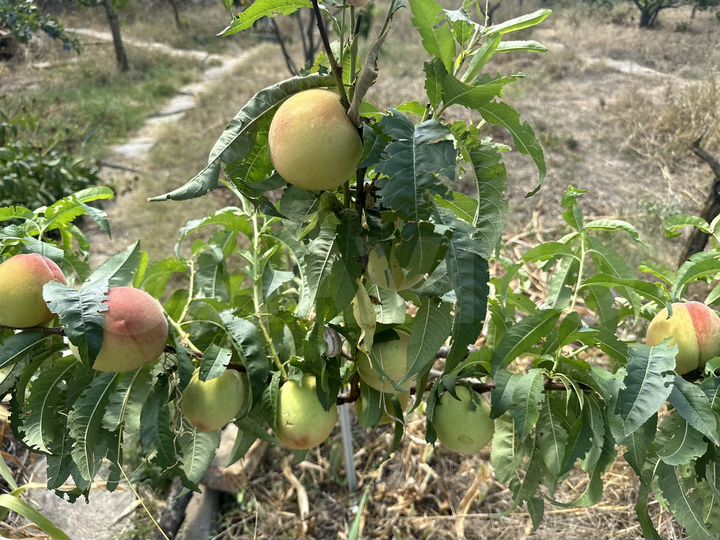 Участок 4 сот. (СНТ, ДНП)