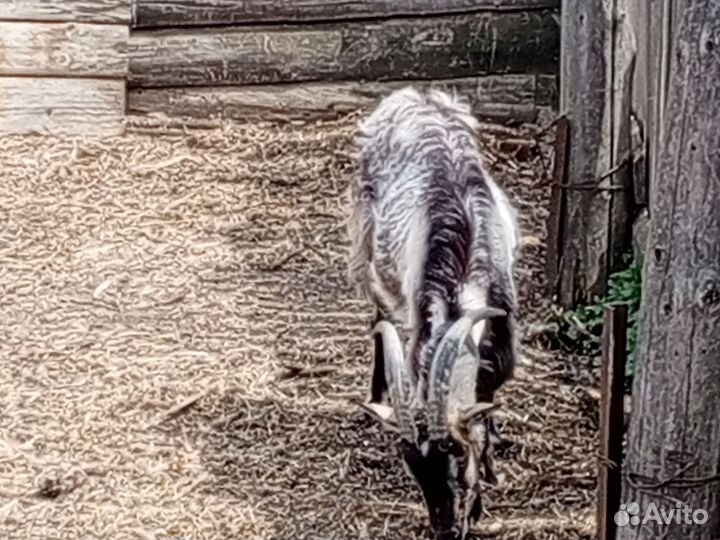 Продам коз