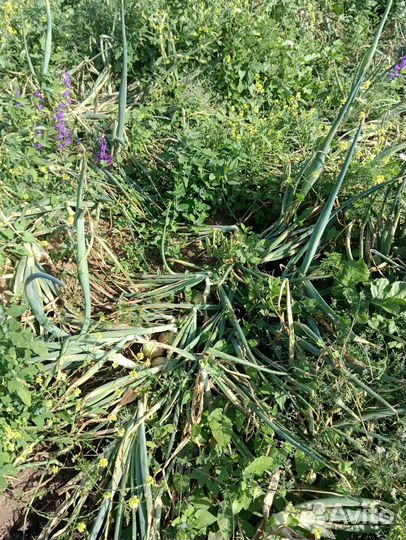 Лук репчатый оптом