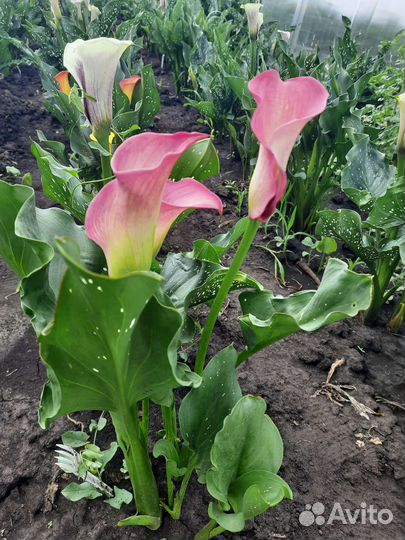 Каллы срезка,букеты