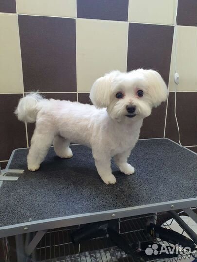 Профессиональная стрижка животных