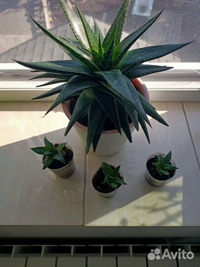 Кактусы и суккуленты