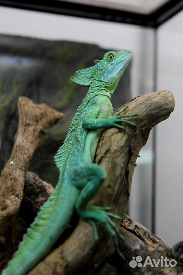 Агама в разведение - Ахатина - Василиск - Агама
