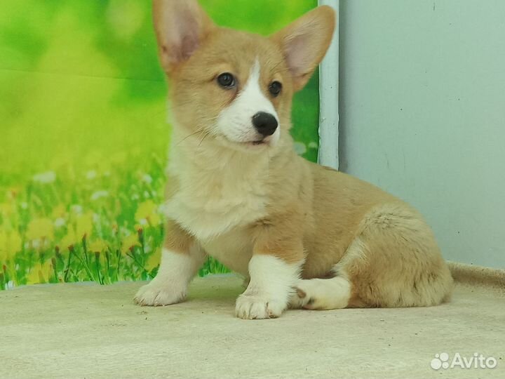 Вельш-корги пемброк