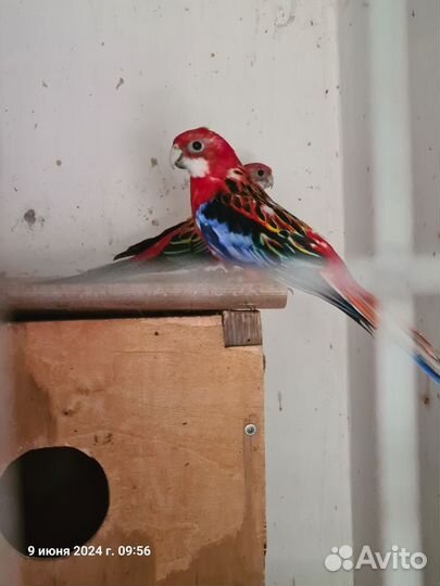 Продам попугая Розела