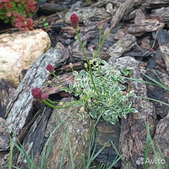 Цветы уличные