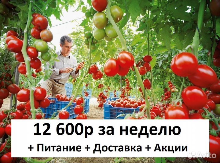 Разнорабочий (Теплицы, Сбор помидор)