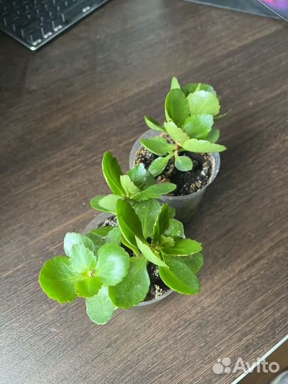 Каланхоэ цветущий