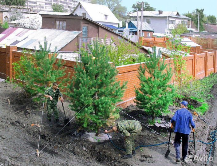 Сосна обыкновенная, крупномер