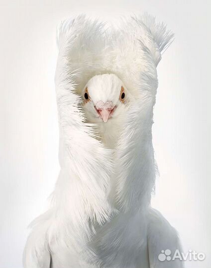 Продам голубей