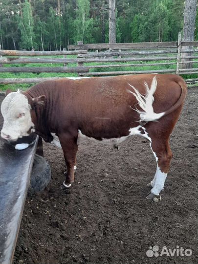 Быки на племя