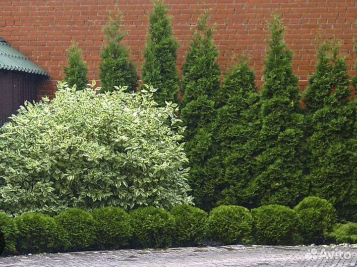 Дерен белый пестролистный