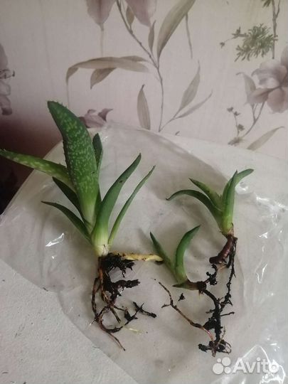 Алоэ вера цветы