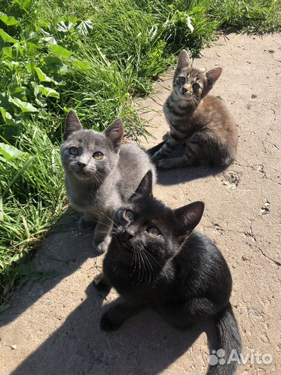 Котята в добрые руки