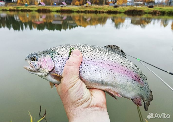 Продаю форель радужную