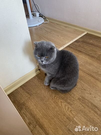 Шотландская вислоухая