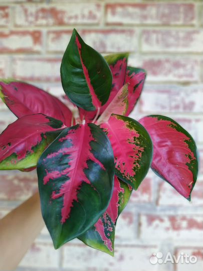 Аглаонемы Тайские 1