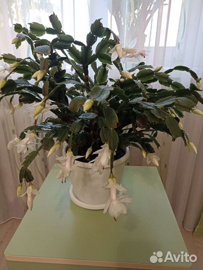 Цветок декабрист