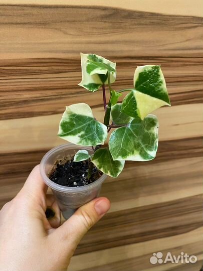 Комнатные растения разные