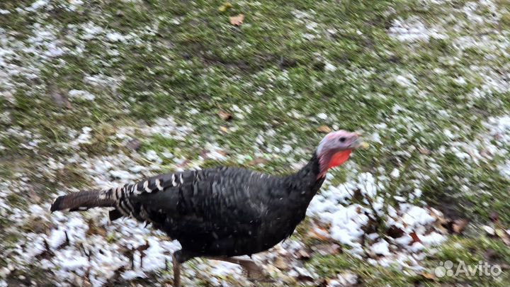 Индюки домашние