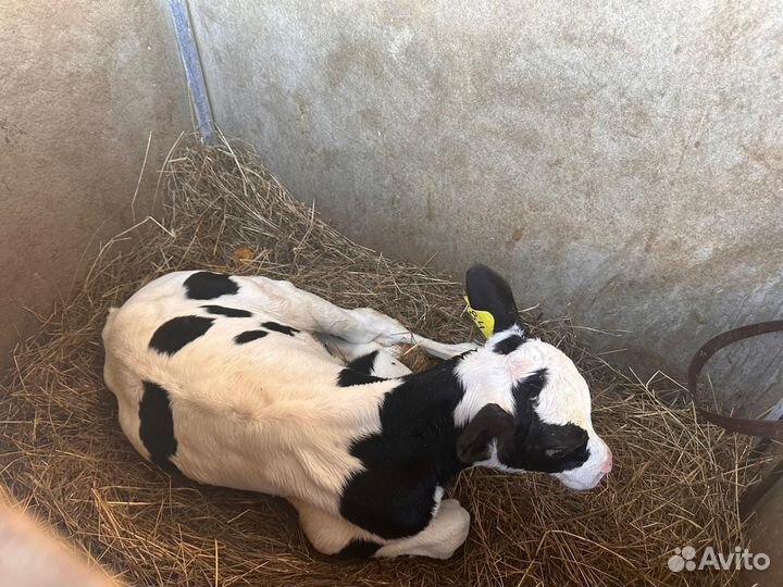 Телята мясной породы бычки бесплатное доставка