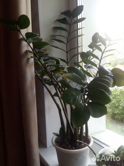 Замиокулькас