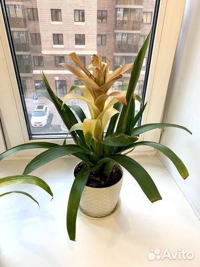 Алоэ, гузмания, юкка, кроссандра, глоксиния