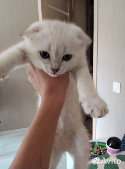 Шотландские котята