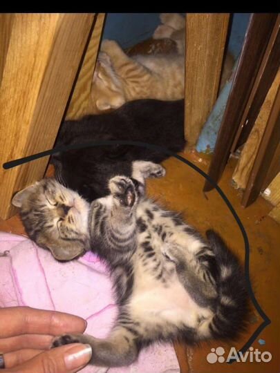 Котята в добрые руки