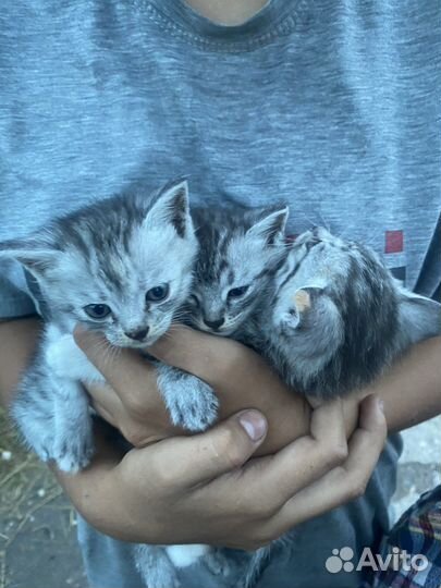 Котята в добрые руки