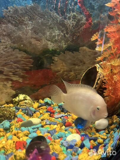 Цихлазома Фламинго аквариумная рыбка