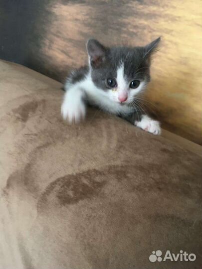 Девочка - срочный пристрой