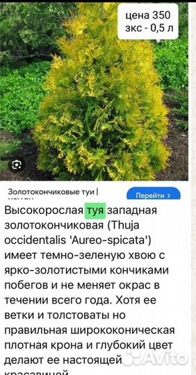 Золотокончиковая туя. зкс